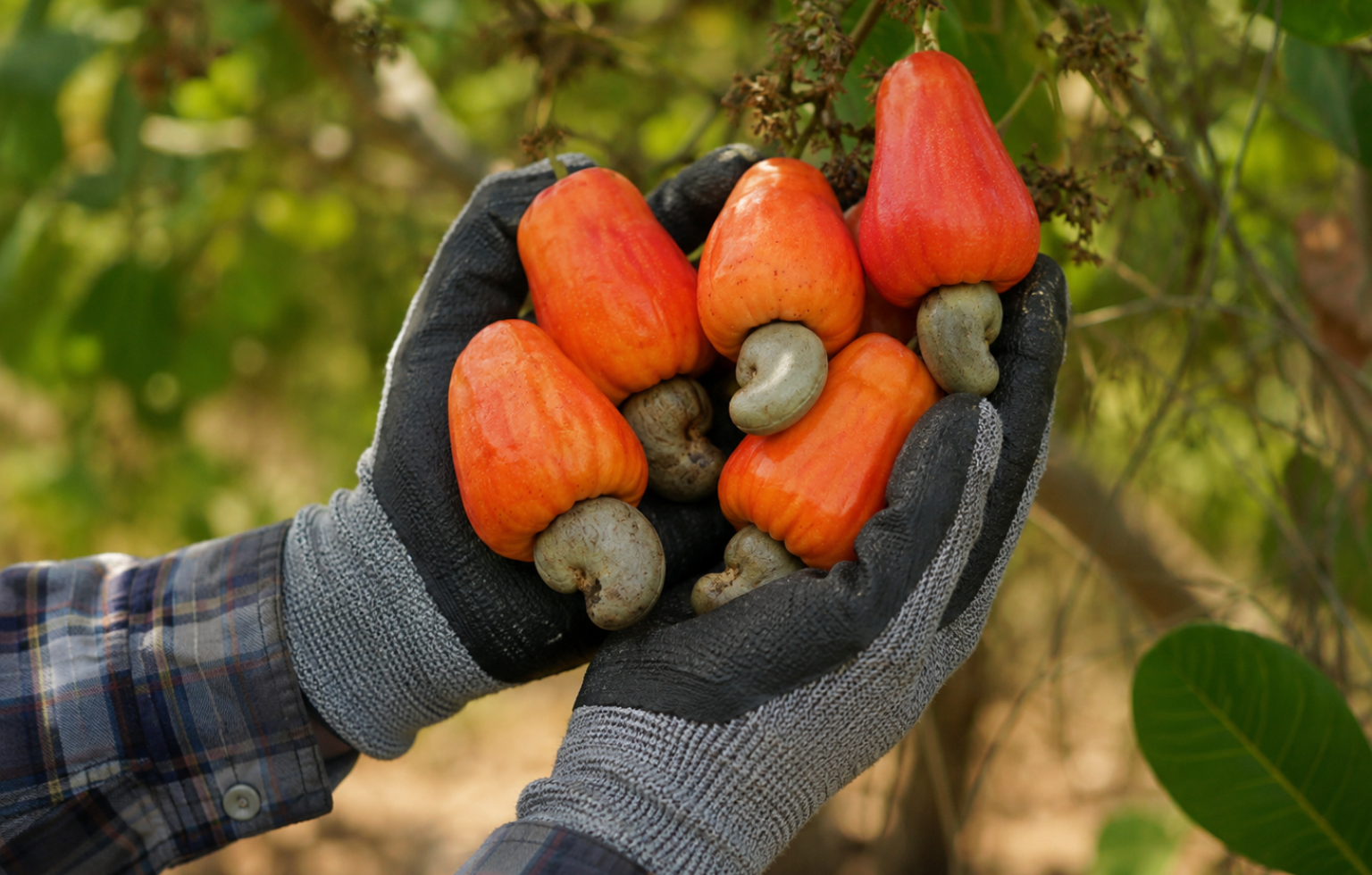 cashew in hand